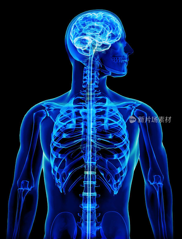 有大脑和脊髓概念的x光片