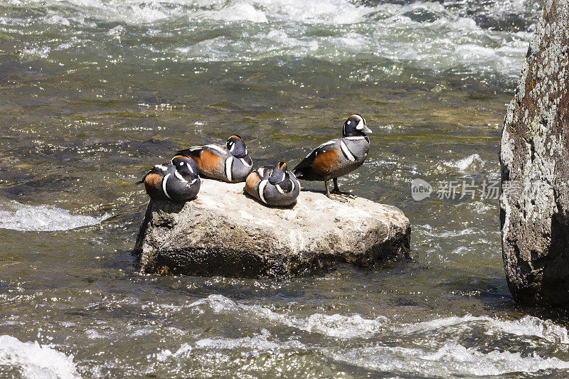 四只丑角鸭在岩石上休息