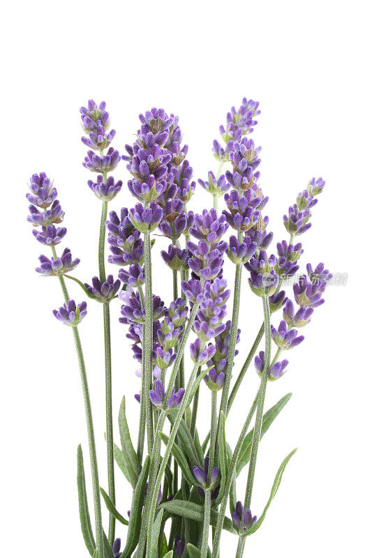 一个紫色薰衣草植物的特写