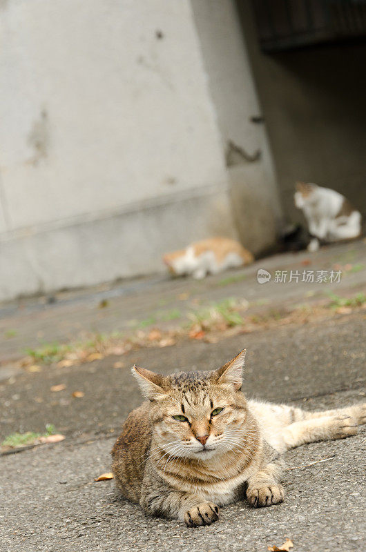 虎斑猫