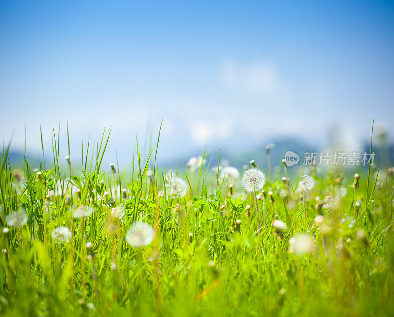 草地——蒲公英，鲜花和绿草