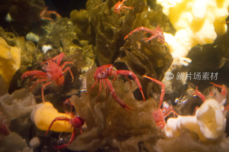 海底的红色小螃蟹