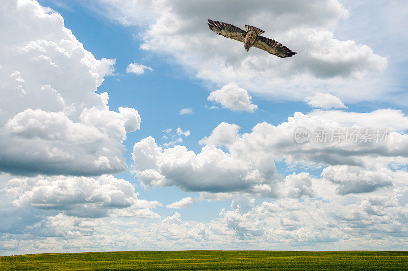 会飞的斯文森斯鹰……夏天飞过绿色的田野。