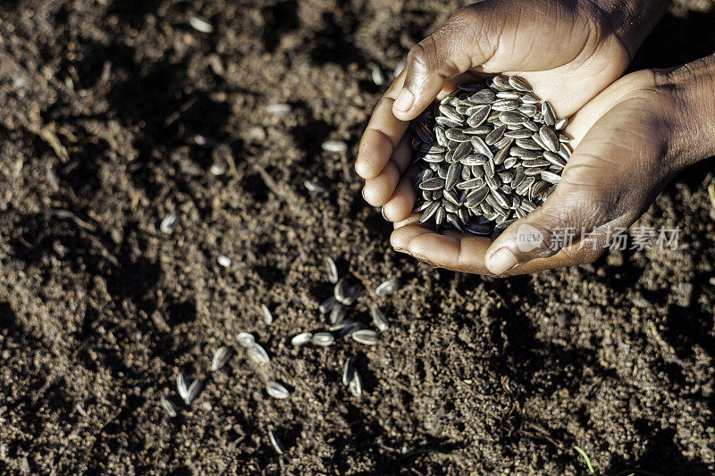 非洲为可持续的未来播下种子