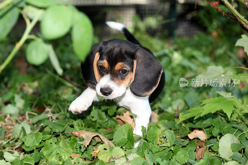 小猎犬小狗