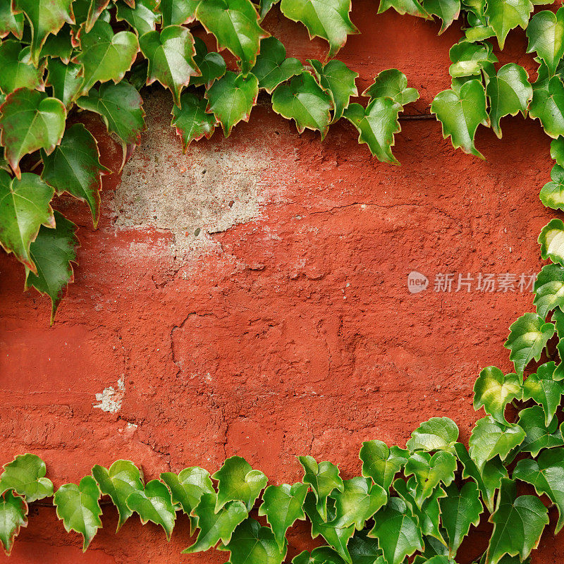 爬满常春藤的旧红墙。