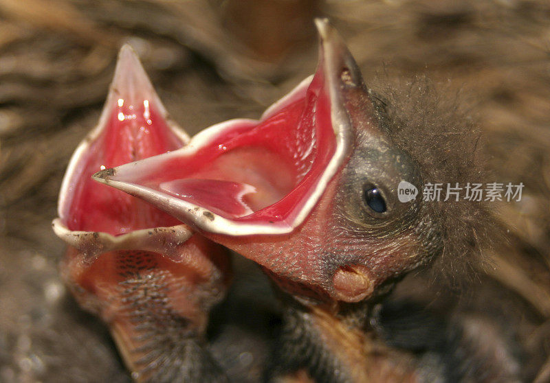 大饥饿的嘴