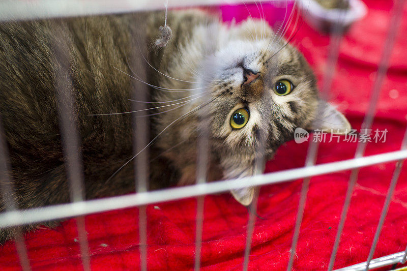 一只猫正从笼子的栅栏里抬头看