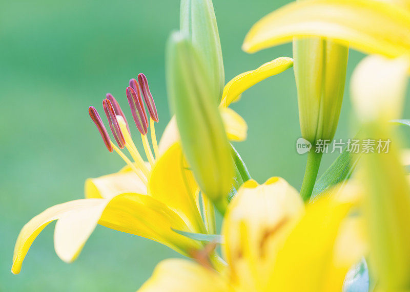 花园里的黄色亚洲百合