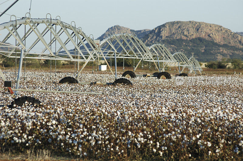 灌溉棉花