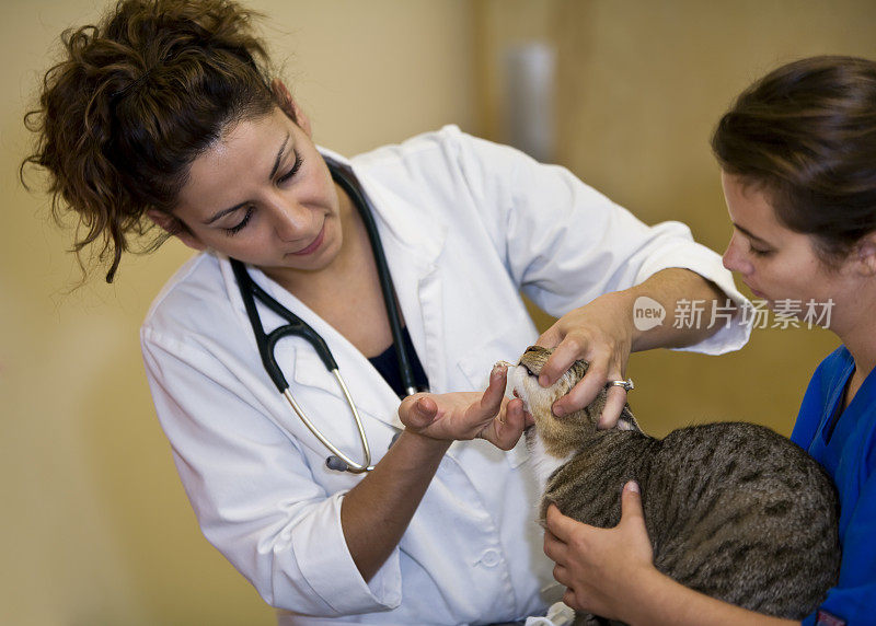 兽医给猫服用药物