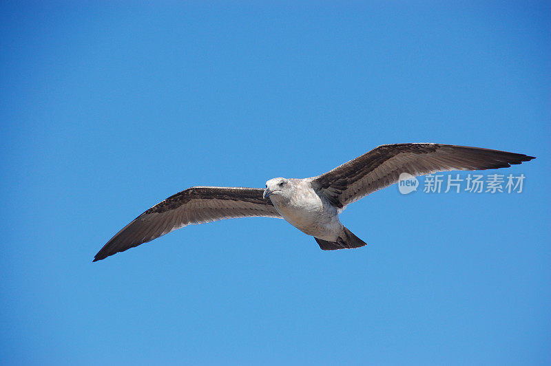 海鸥飞过天空