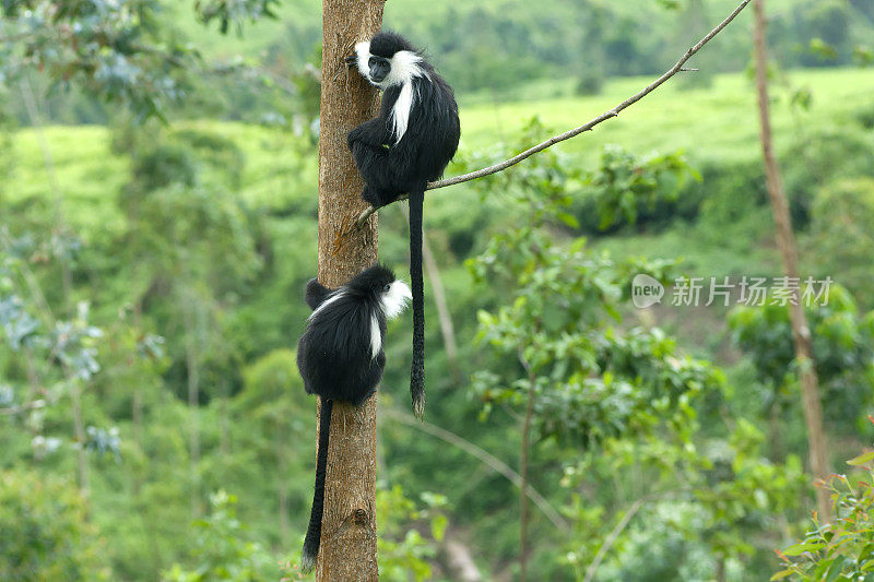 树上黑白疣猴