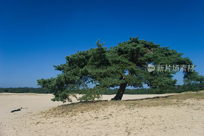 吹起的沙和寂寞的树
