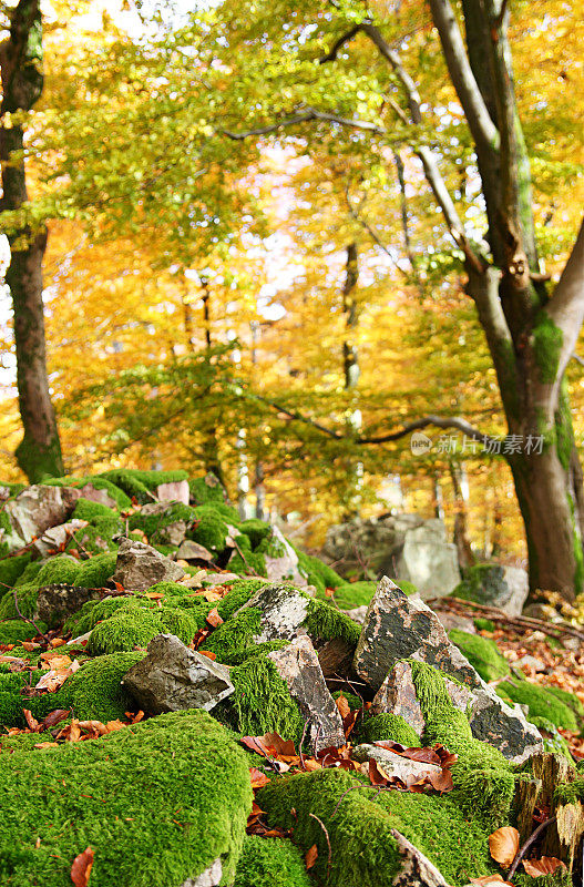 山毛榉林中的巨石上布满了苔藓