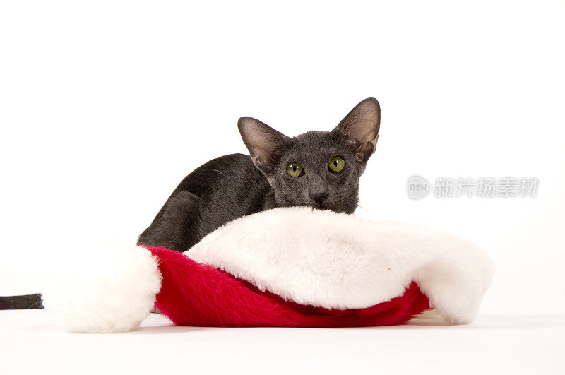 暹罗猫(OSH)在圣诞帽