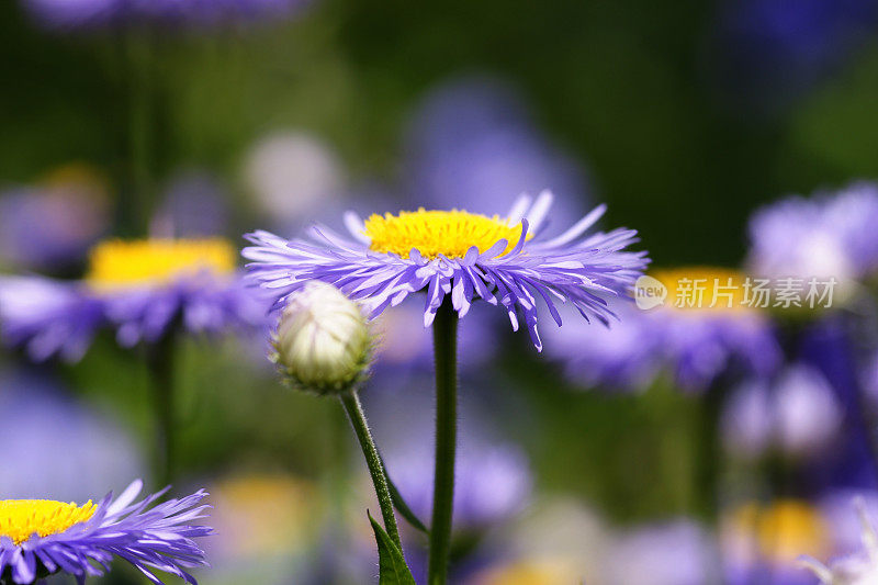 紫苑花