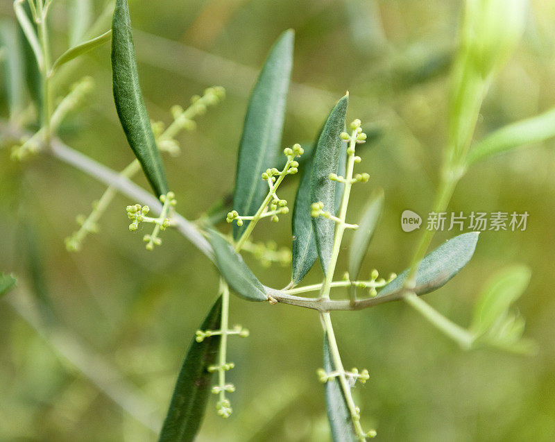 橄榄枝和绿橄榄