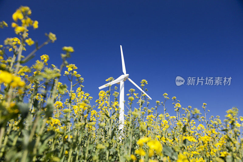 黄色田野里的风力涡轮机。可持续能源。极化的蓝天。