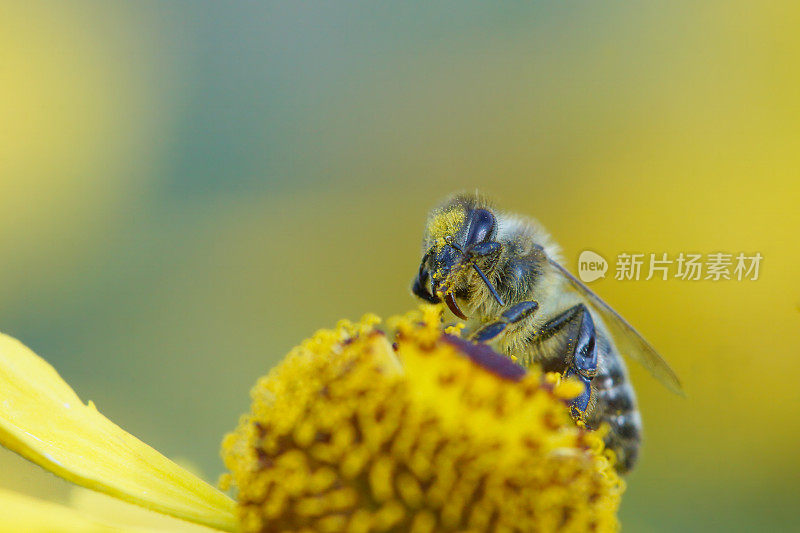 蜜蜂在氦花上