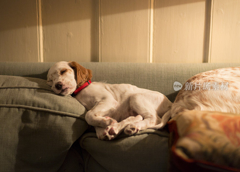 挪威，一只英国赛特犬在沙发靠背上睡觉