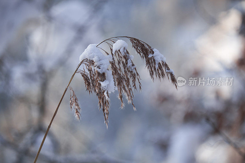 里德和雪