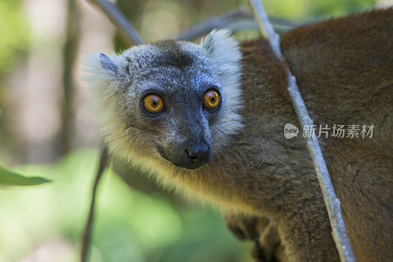 雌性冠狐猴(冠狐猴)，野生动物拍摄，马达加斯加