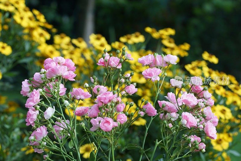 玫瑰和helenium