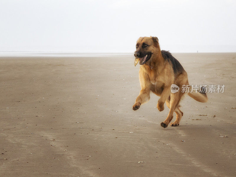 年轻的狗在海滩上奔跑