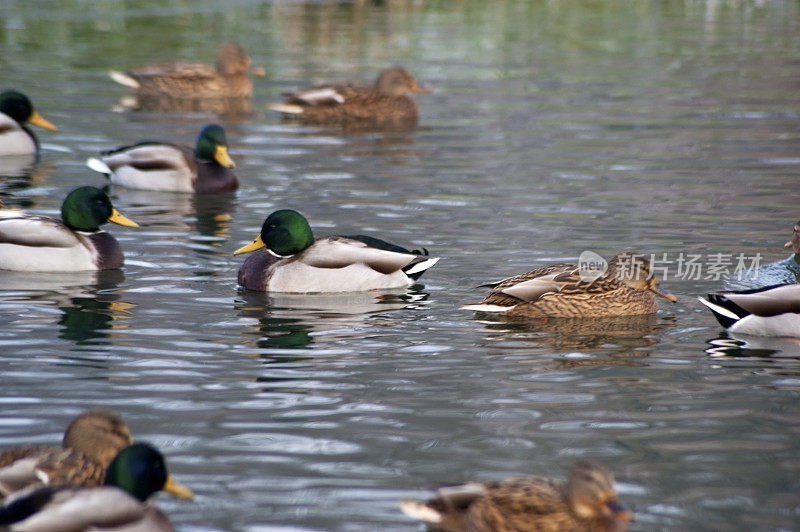 冬天池塘上的野鸭