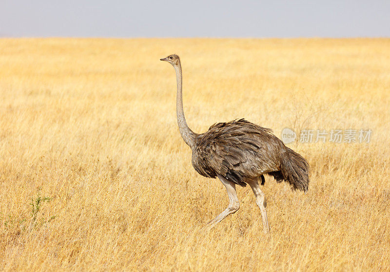 非洲坦桑尼亚塞伦盖蒂草原上的雌性鸵鸟
