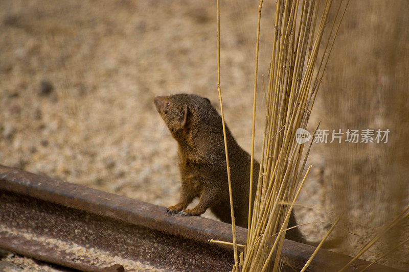 猫鼬