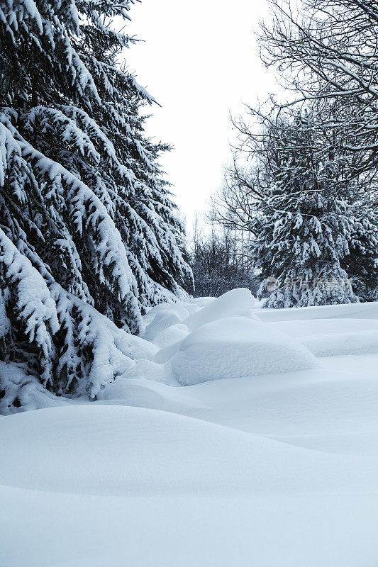 雪和树