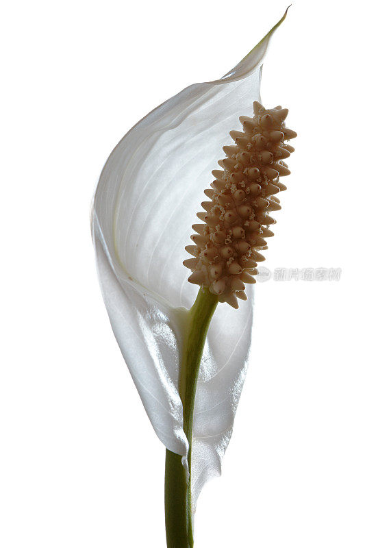 和平百合(Spathiphyllum)