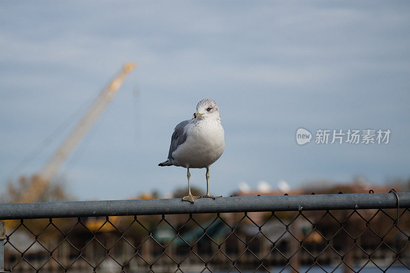 海鸥在栅栏