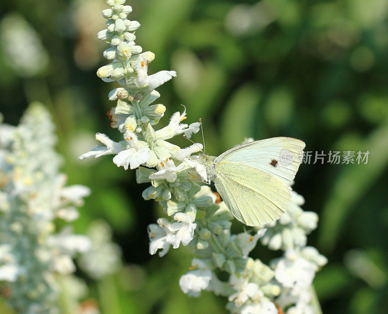 银粉鼠尾草和蝴蝶