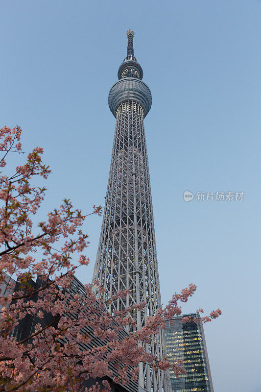 东京天空树和樱花