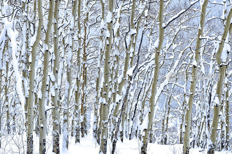 冬季白杨树与新鲜的雪
