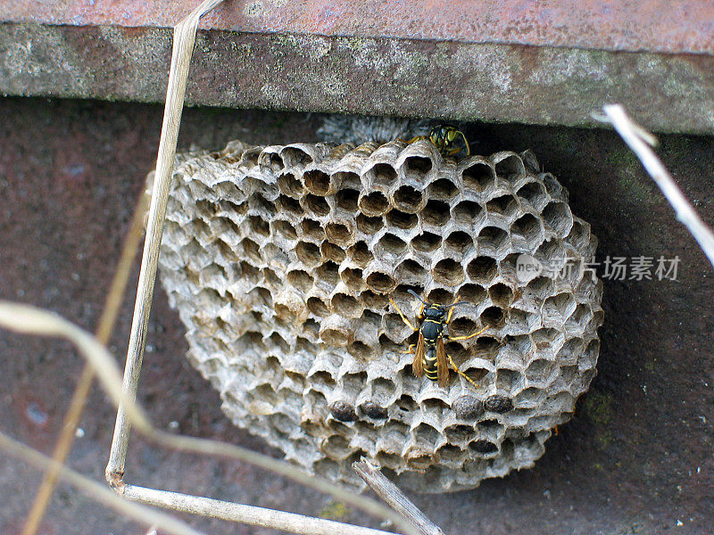 黄蜂筑巢