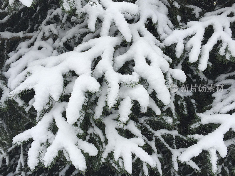 云杉树与大雪在冬天