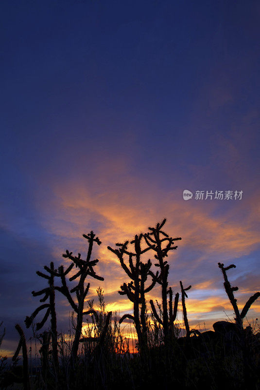 风景日落天空剪影仙人掌