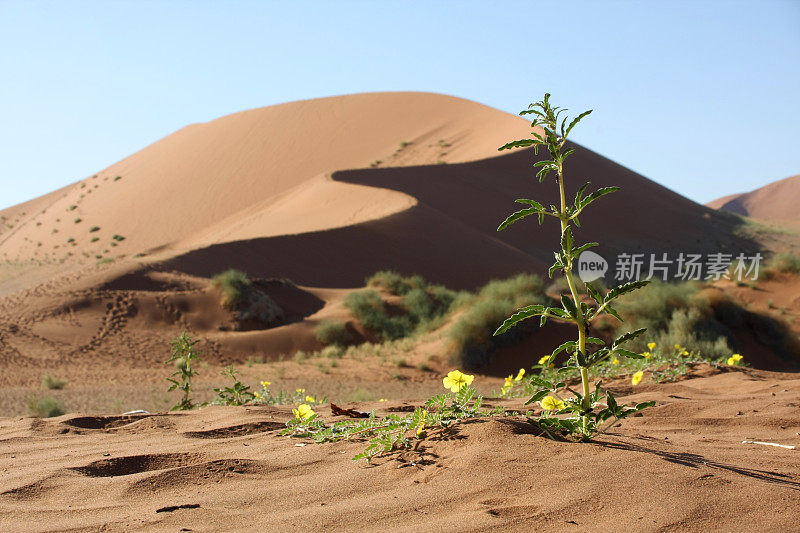 沙漠之花