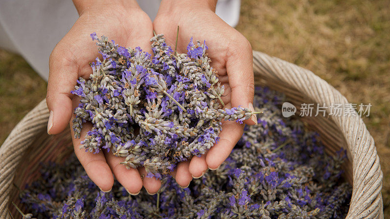 女人手中的薰衣草