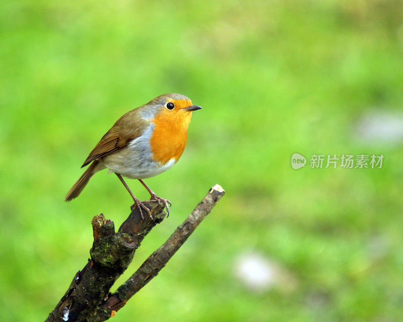 罗宾(红心rubecula)