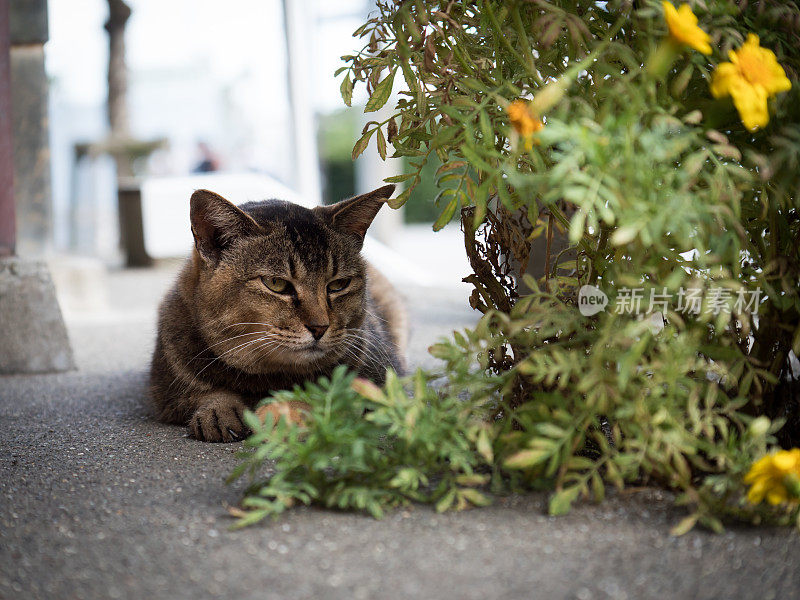 只流浪猫