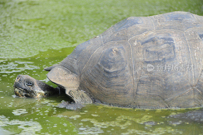 绿水中的巨龟