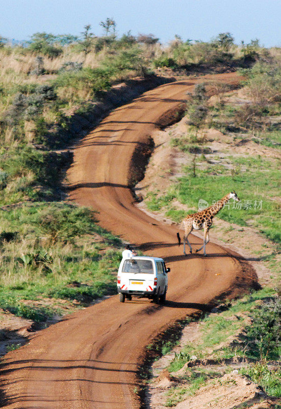 罗斯柴尔德长颈鹿默奇森瀑布国家公园乌干达