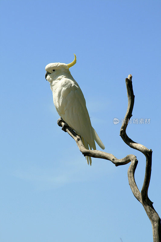 硫冠凤头鹦鹉-白鹦鹉