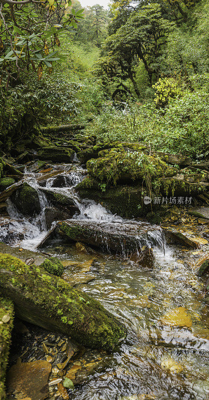 雨林河流生机勃勃的丛林旗帜喜马拉雅山