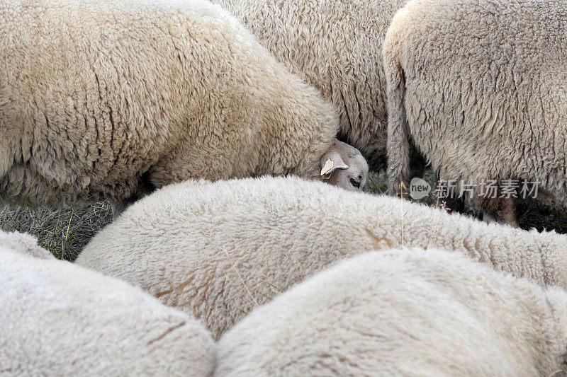 大量的挪威羊毛